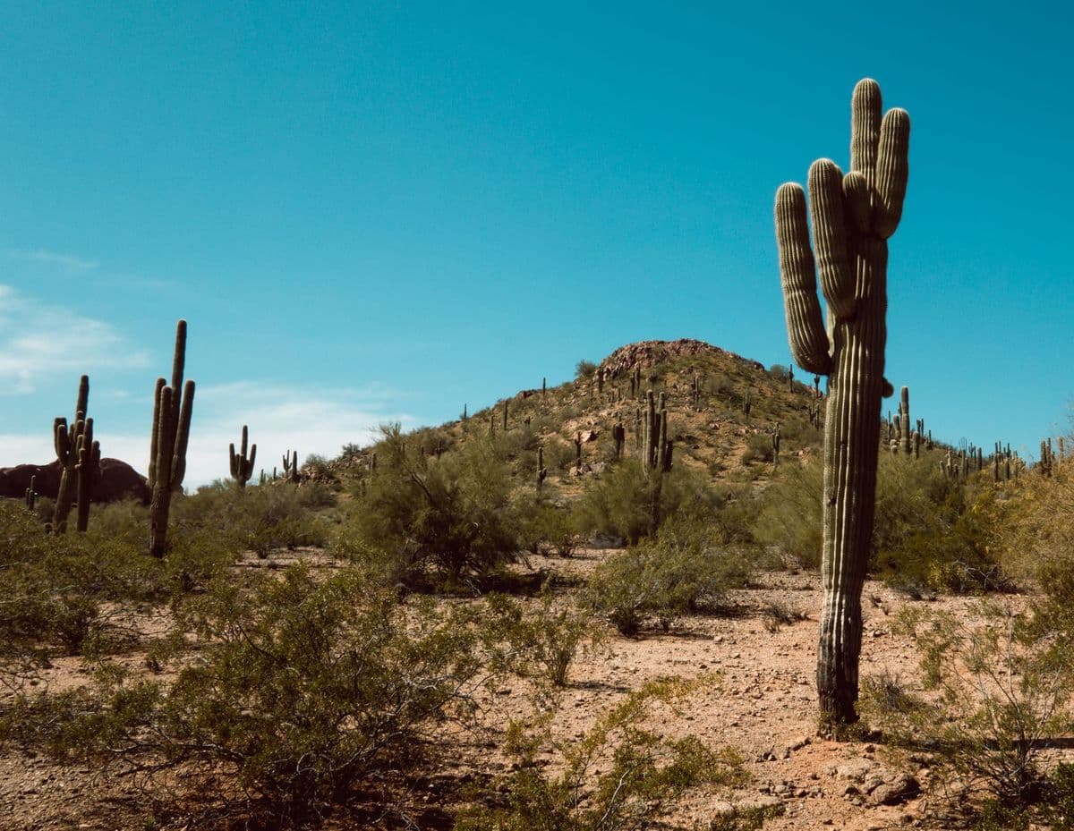 A scenic view of towering saguaro cacti in a desert landscape in Arizona, USA.